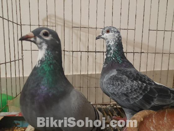 Pied racer pair